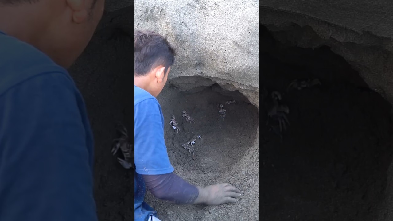 Ribuan Lubang Yg Kita Temui Dipantai Ternyata Dibawahnya Dihuni Ribuan Kepiting  #petualangan
