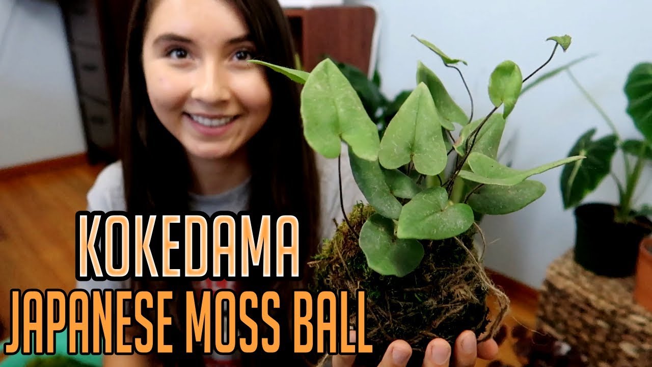 How To Make A Kokedama  [Japanese Moss Ball]  | DIY Houseplant Display