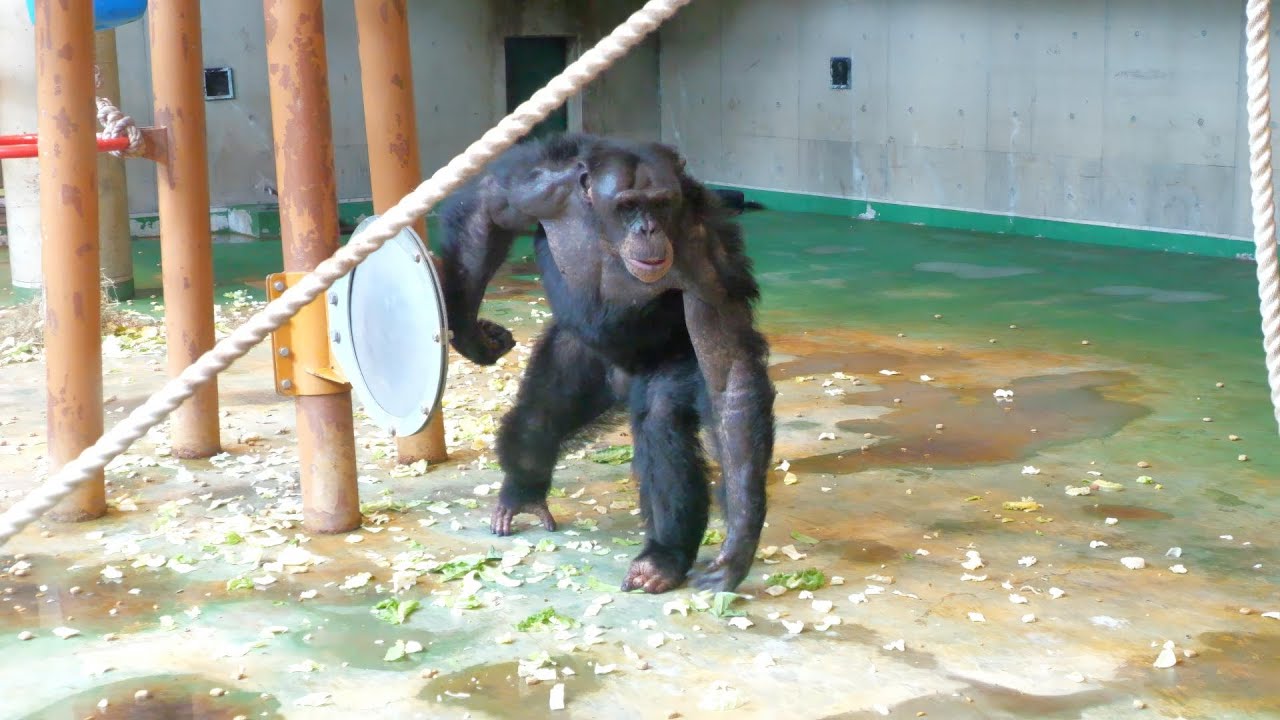 暴れん坊アルファオス キャロ 15歳（Rampage alpha male Kyaro 15 years old）　旭山動物園　チンパンジー　202306