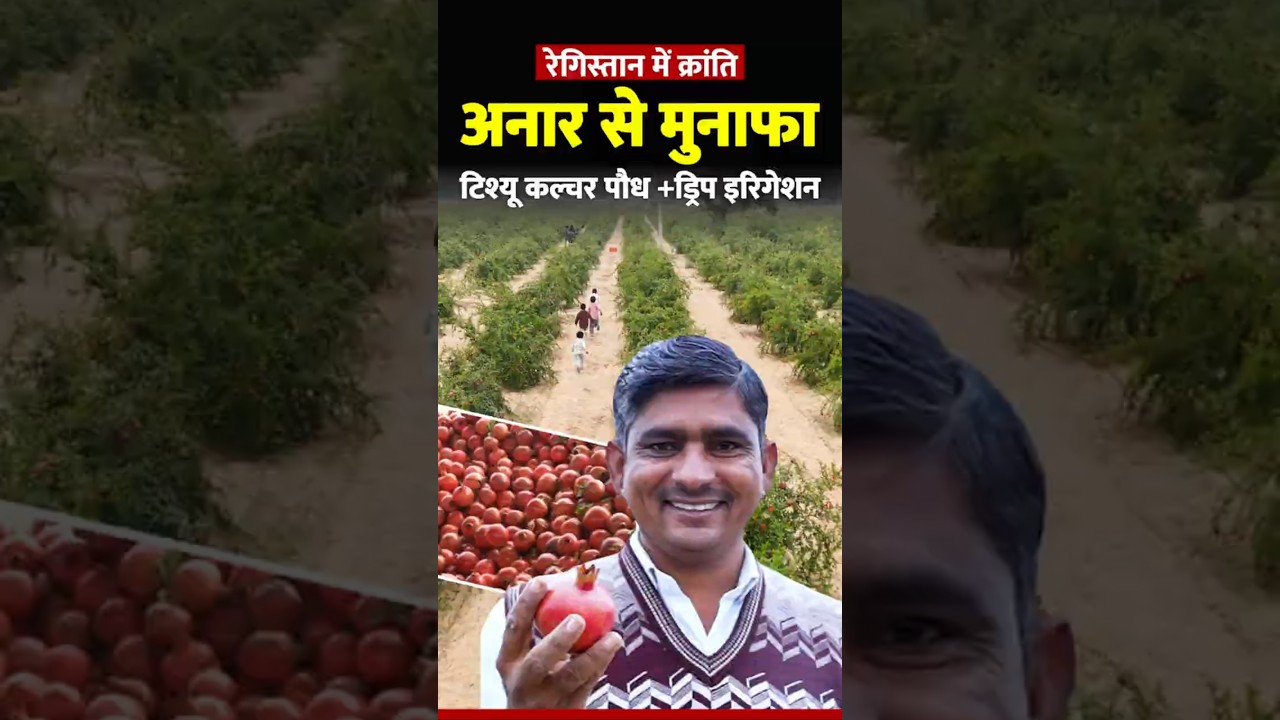 Rajasthan farmers are earning profits from #tissueculture  plant technology & #dripirrigation