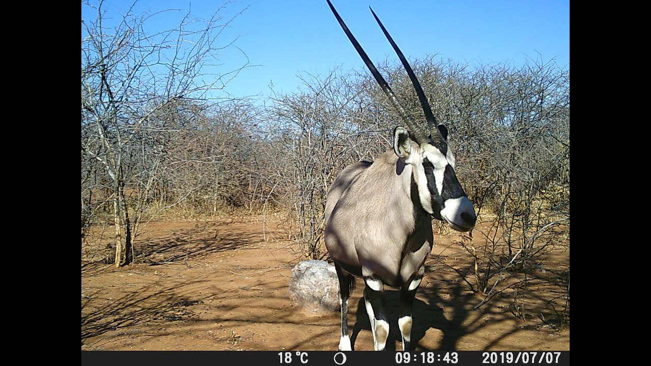Wildlife on our farm