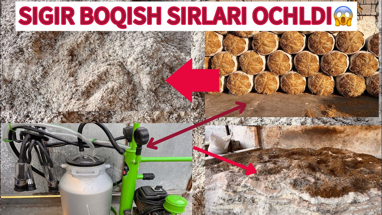SIGR BOQISH SIRLARINI OCHTIK QANDAY YEM BERISH KERAK KO&rsquo;RIN BARCHASINI BILB OLASIZ 😱👍 #molboqish
