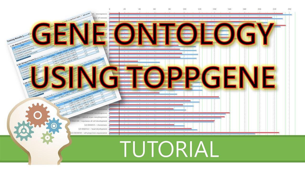GENE ONTOLOGY using TOPPGENE - Free tutorial