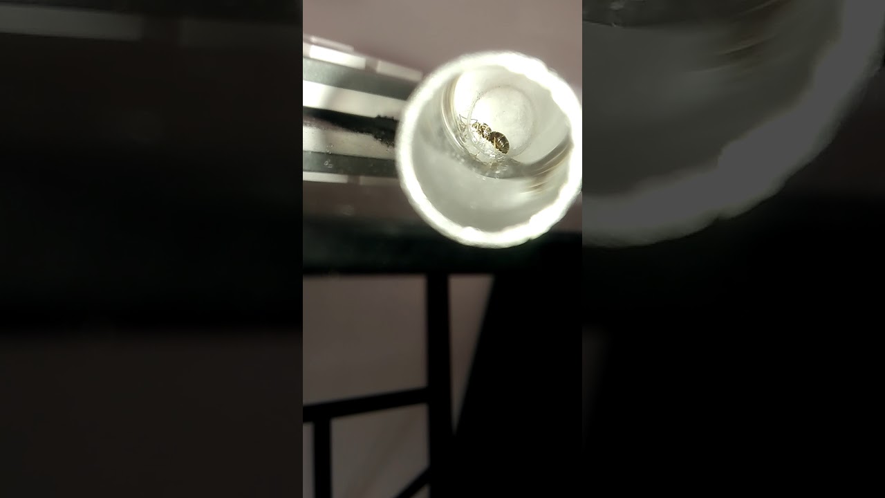 Une nouvelle reine lasius niger :) //une Monogyne