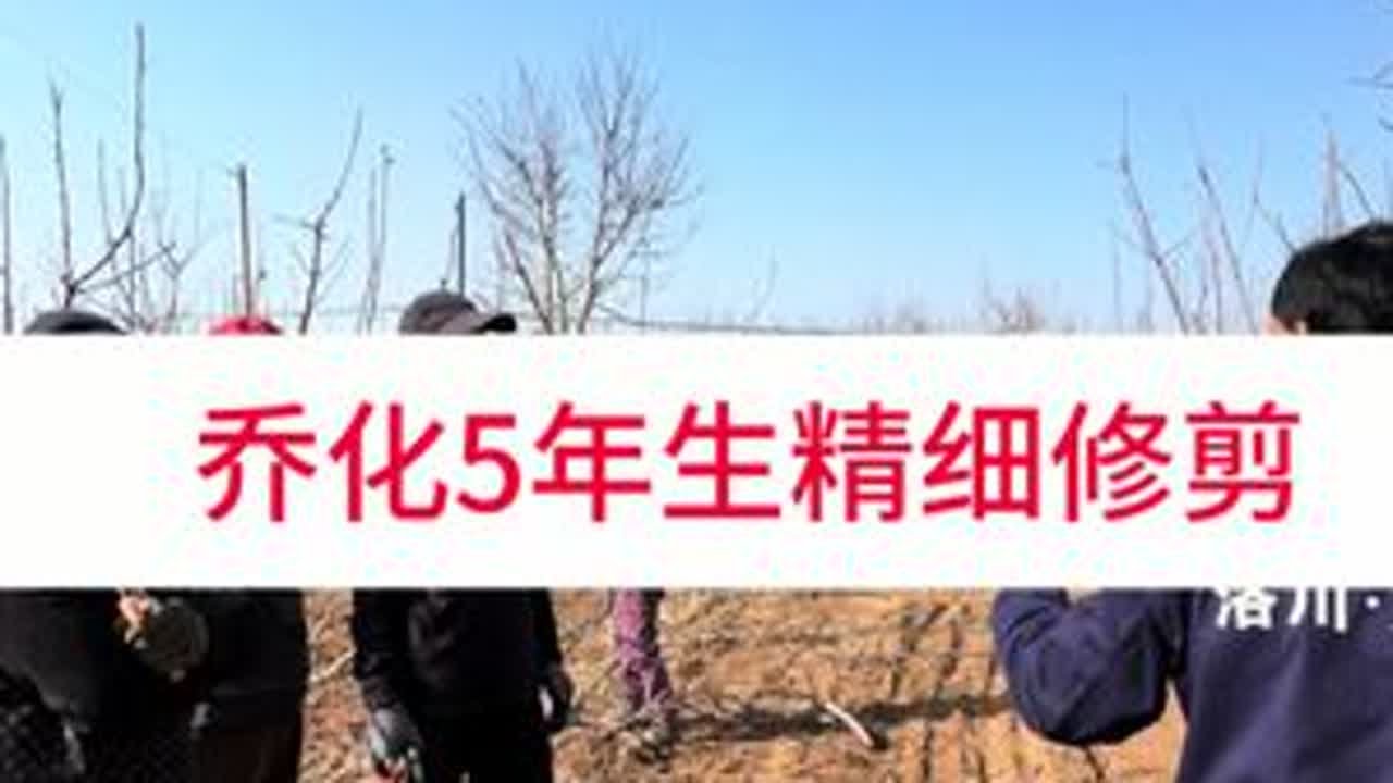五年生乔化树，精细修剪 #洛川大海#大海带叶修剪#大海辩证管理#大海不拉枝