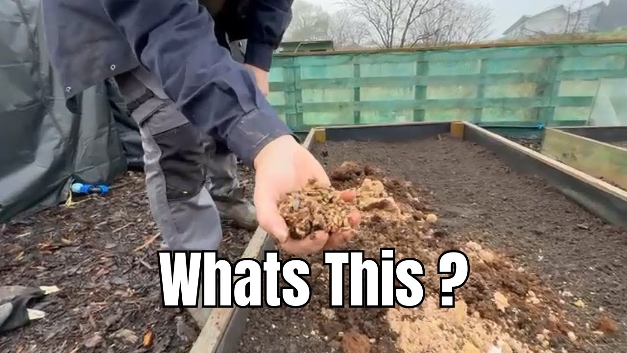 How to Prepare Allotment Beds with Mushroom Compost & No-Dig Cardboard