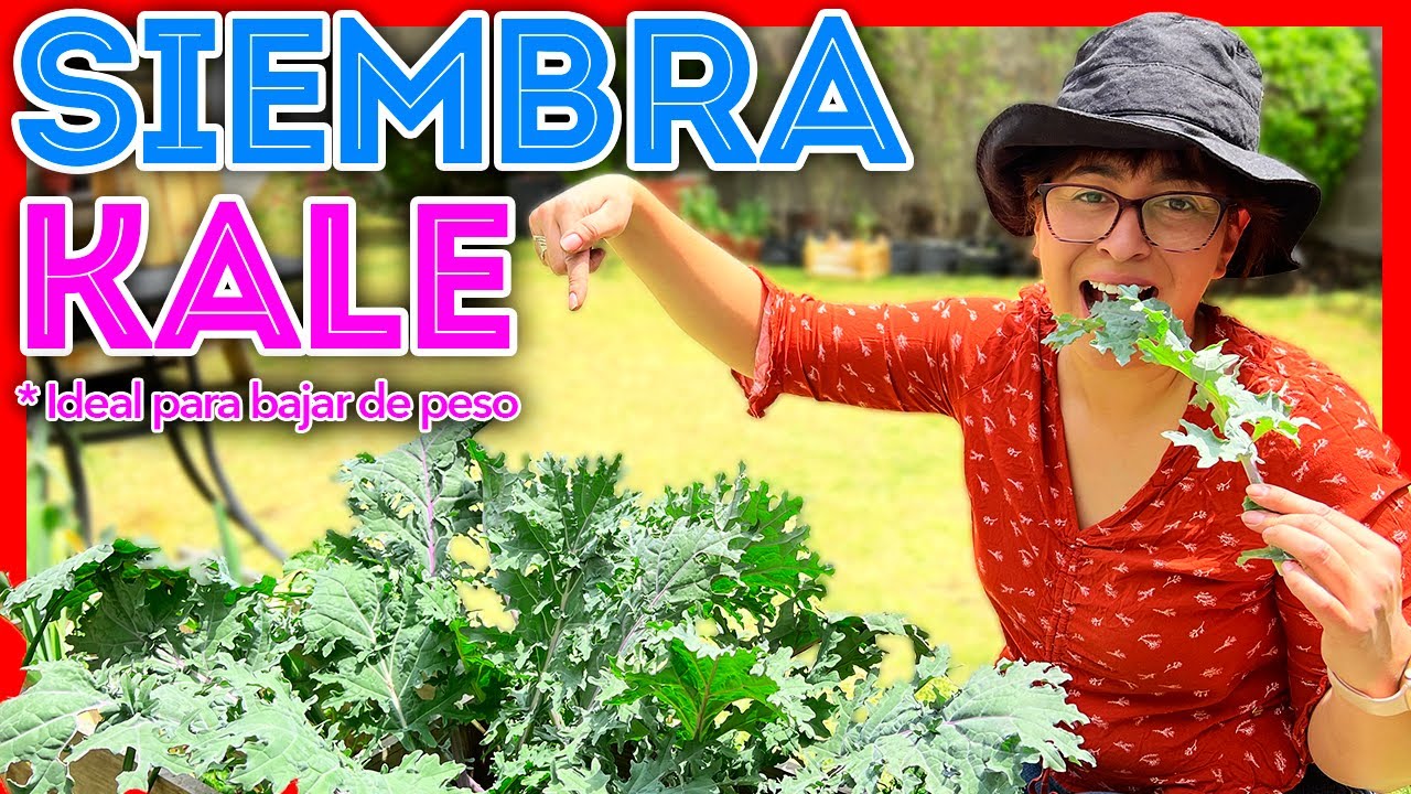 🌿COMO SEMBRAR KALE en tu HUERTO ❤️ Previene muchos problemas de salud!