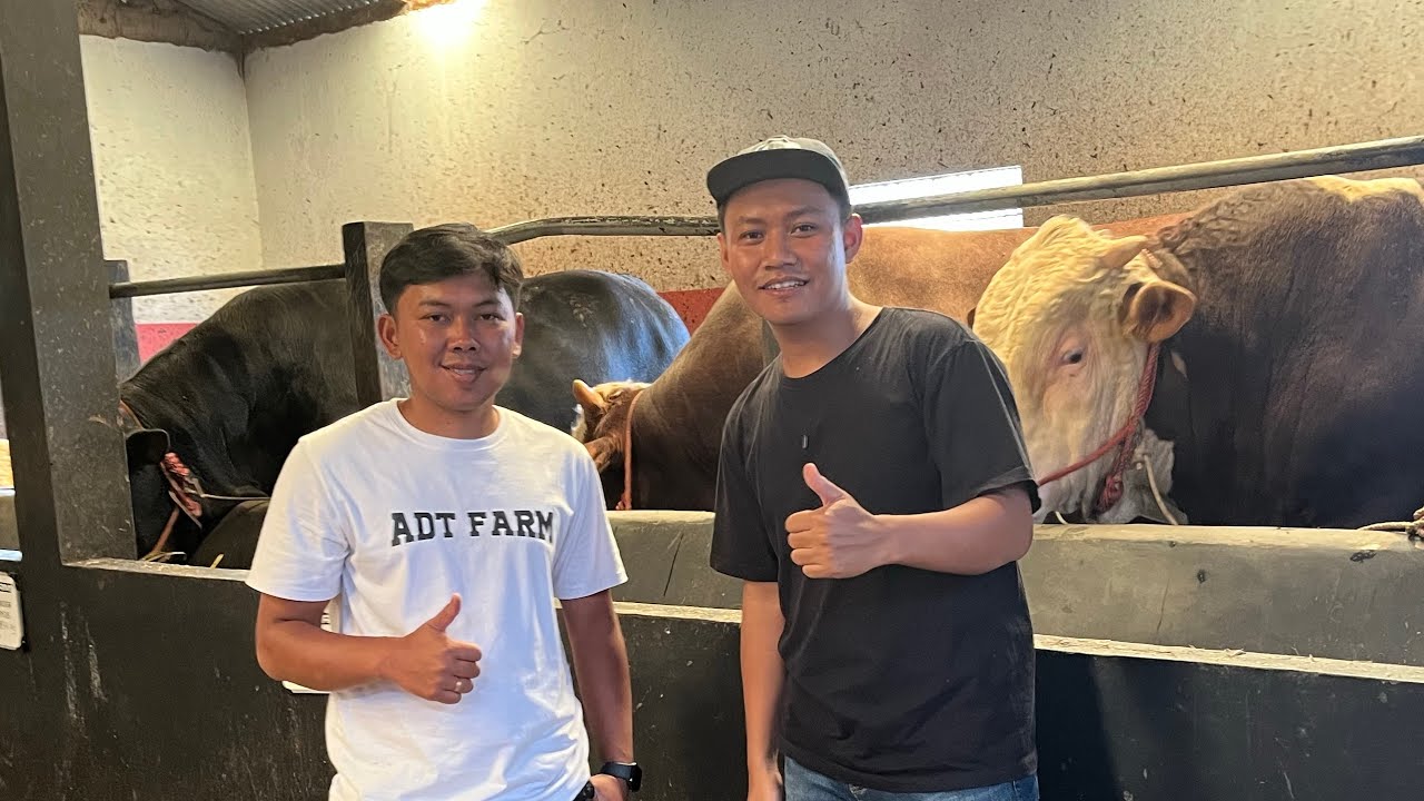 NGERI😱‼️INILAH SAPI TERBESAR DI ADT FARM WONOSOBO 