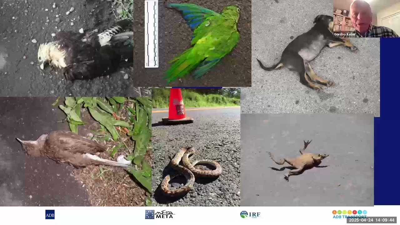 Green Roads Series - Biodiversity-Friendly Roads: Strategies and Solutions