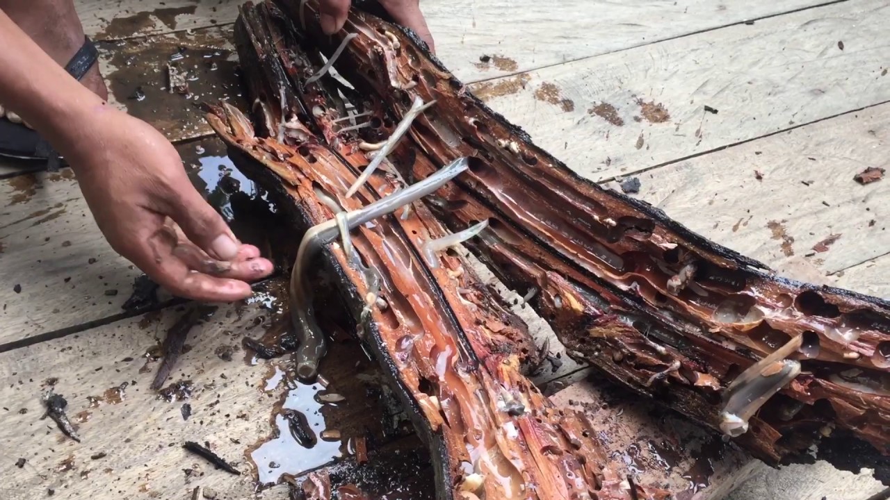 EATING TAMILOK | HARVESTING WOOD WORM | AKLAN PHILIPPINES | ksfproductions