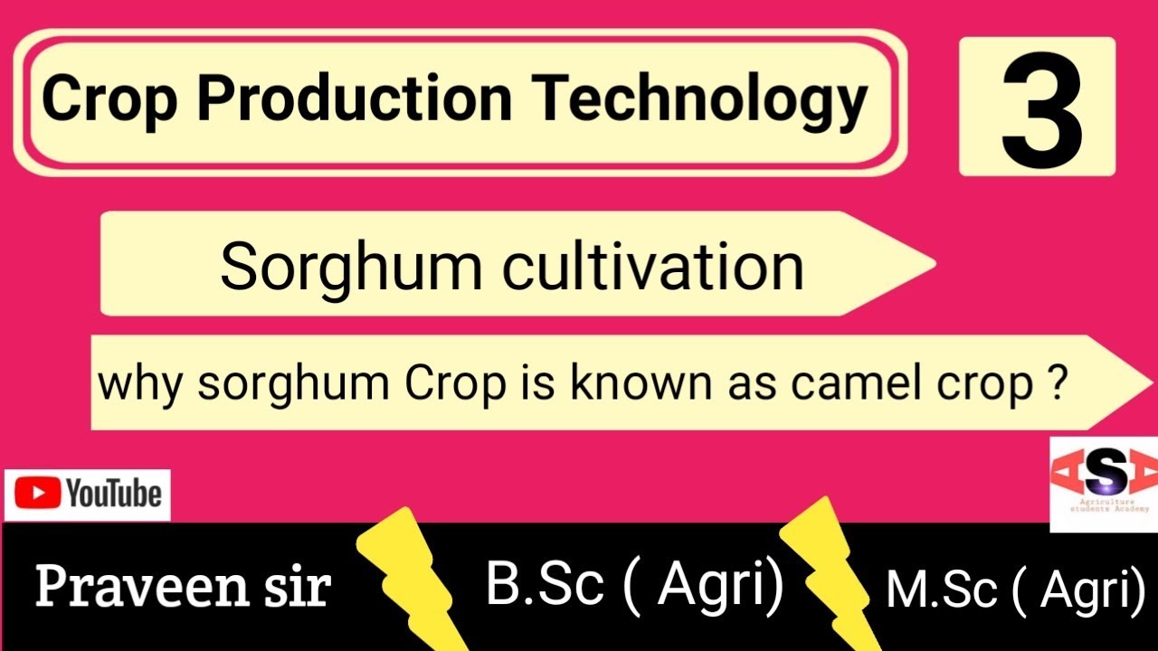 sorghum cultivation