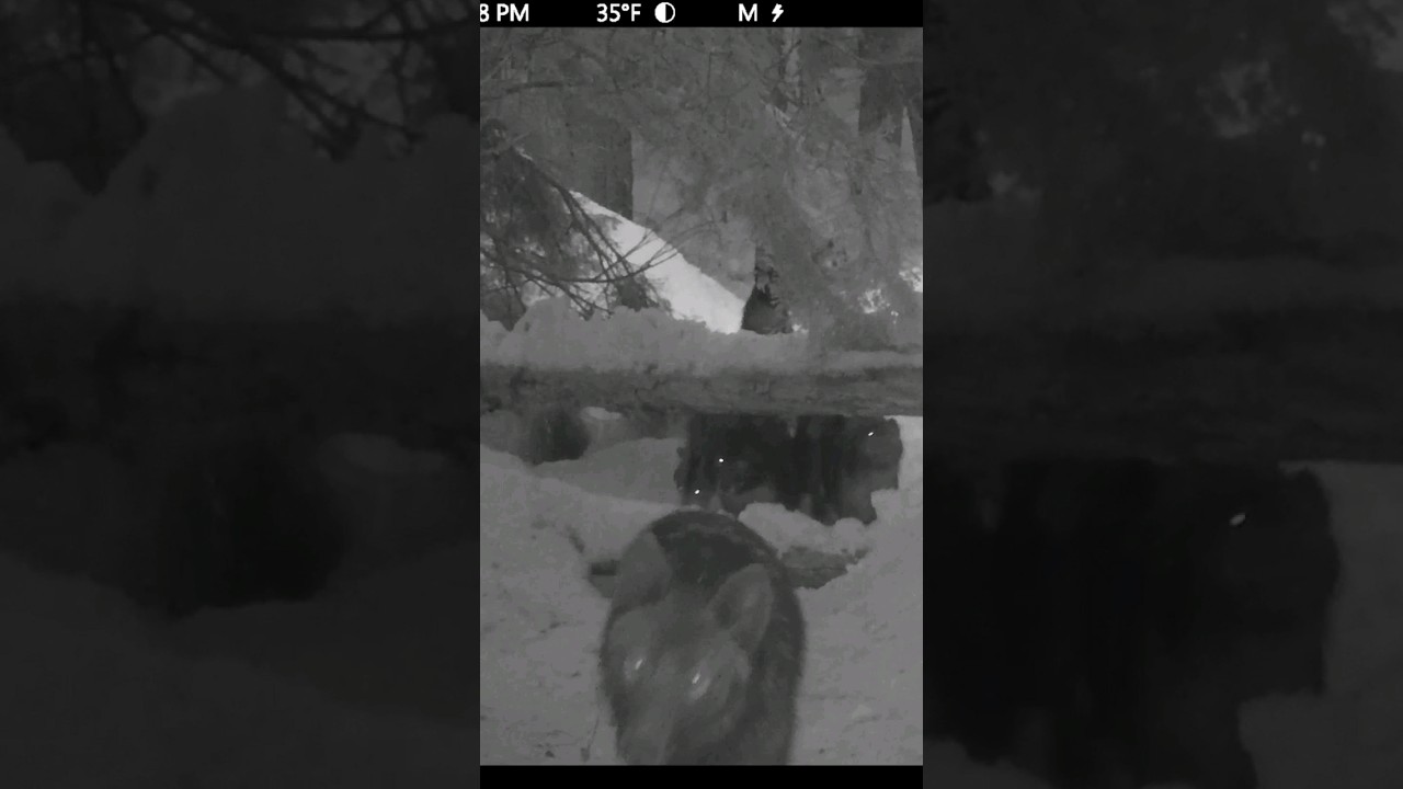 #wolfpack vs #cameratrap . #wolves #gamecamera #trailcam #tech4wildlife #savebcwolves