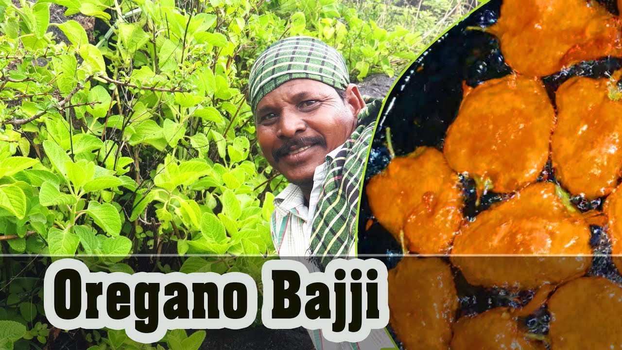 பாபநாசம் மலையில் கற்பூரவல்லி பஜ்ஜி | Health benefits of Omavalli Bajji  | பாரம்பரிய சமையல்