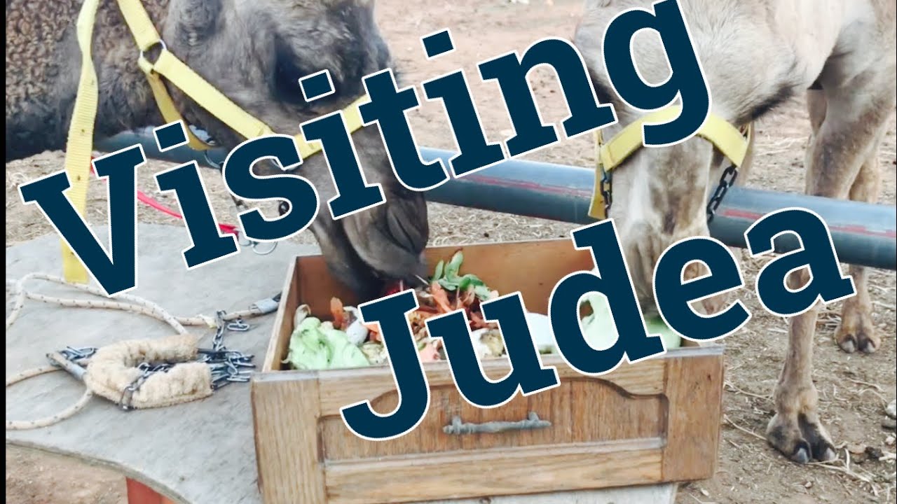 Feeding camels in the Judean Hills of Israel