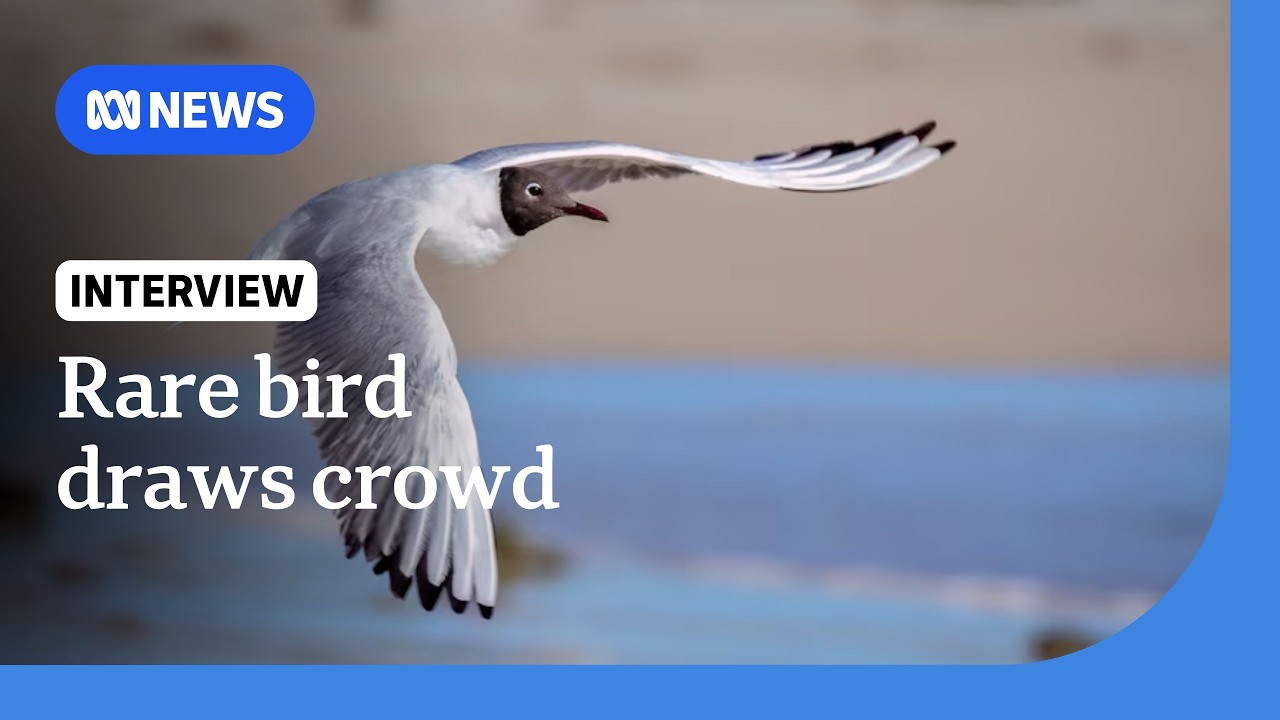 Birdwatchers flock to Geraldton for rare black-headed gull | ABC NEWS