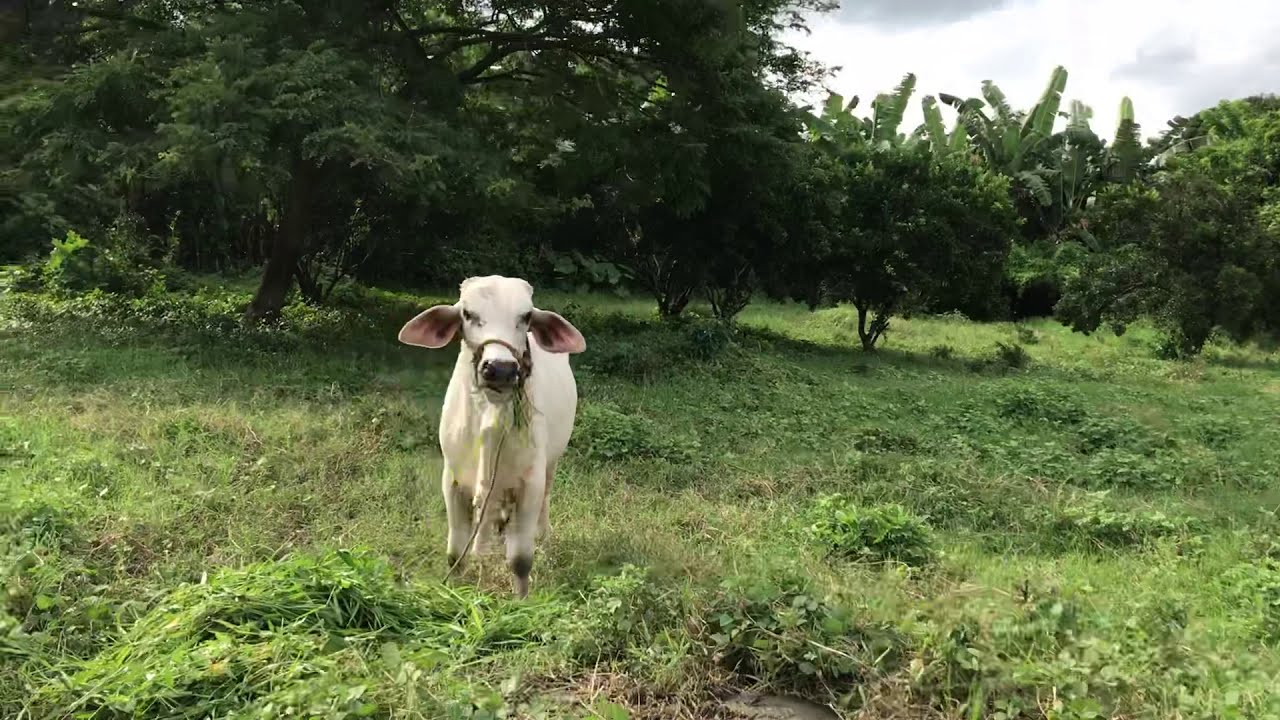 Vlog393: 5 HECTARE FARM LOT FOR SALE IN SAN ANTONIO QUEZON PROVINCE PHILIPPINES SOLD