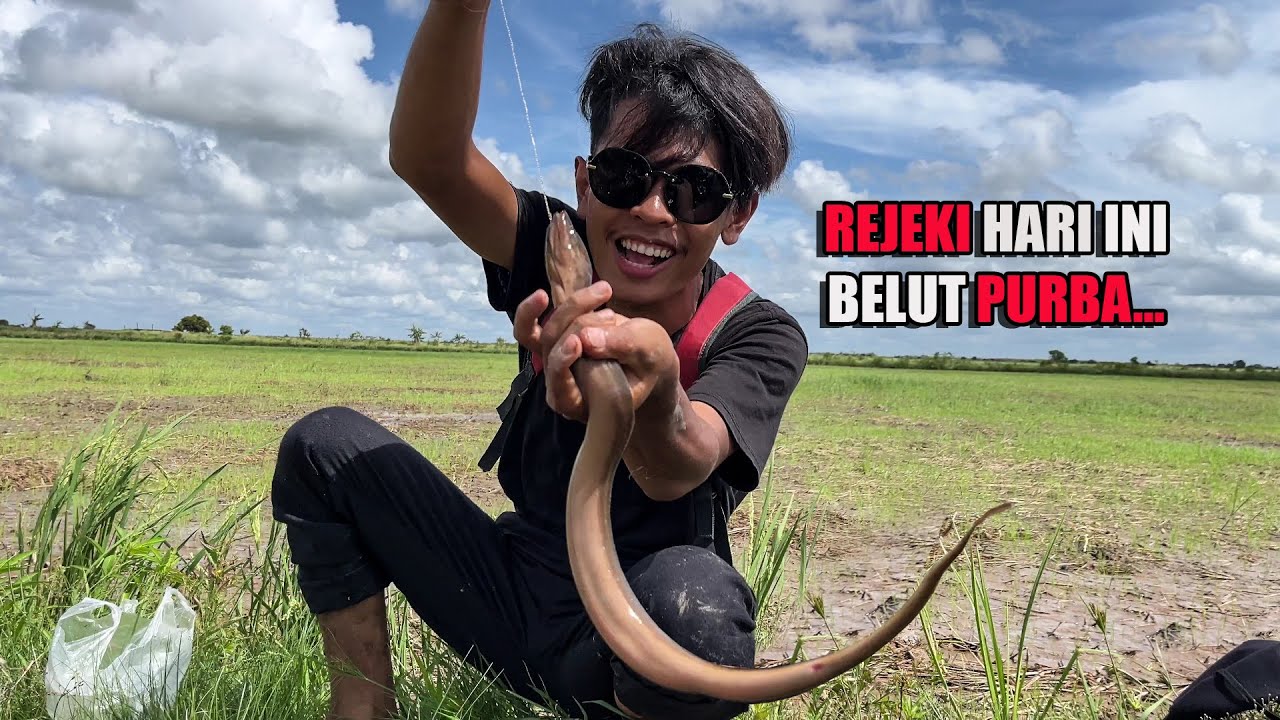 MANCING BELUT DI SAWAH YANG BELUM PERNAH DIPANCING BELUTNYA BESAR-BESAR BANGET😅 #bocahpecicilan