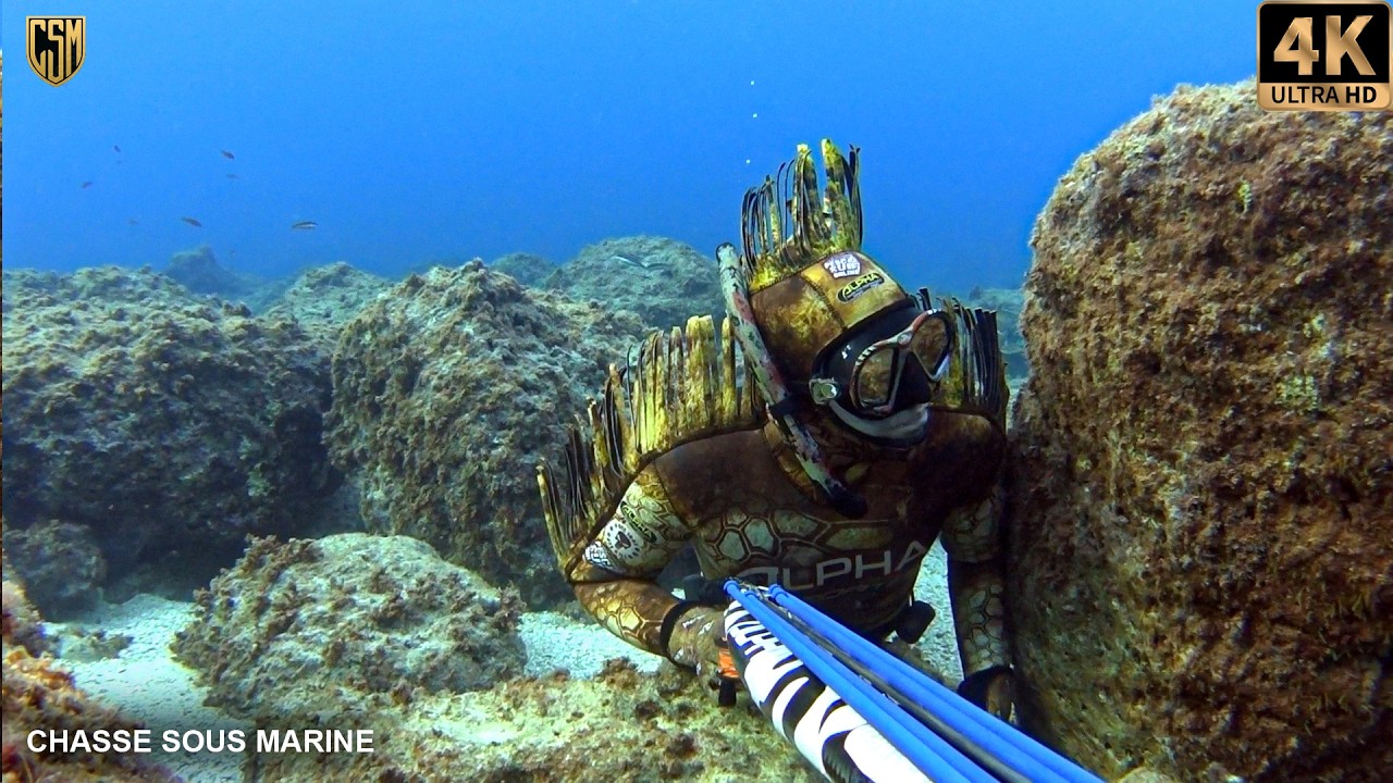 CHASSE SOUS MARINE Denti énorme dorade Chasse petit fond Peche Sous Marine Méditerranée