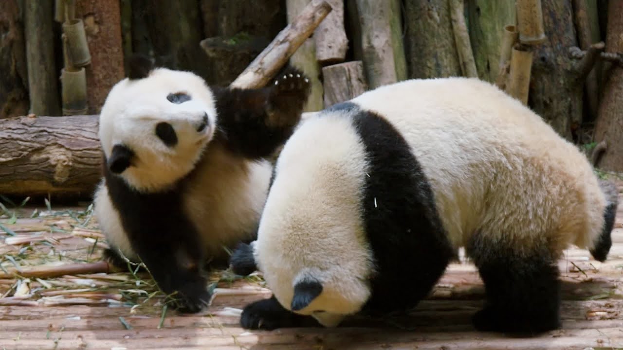 5.2 花花和迪迪下班前又在切磋，花花厉害了，精彩纷呈三分钟不够看 HeHua & HeYe play fight is so much fun
