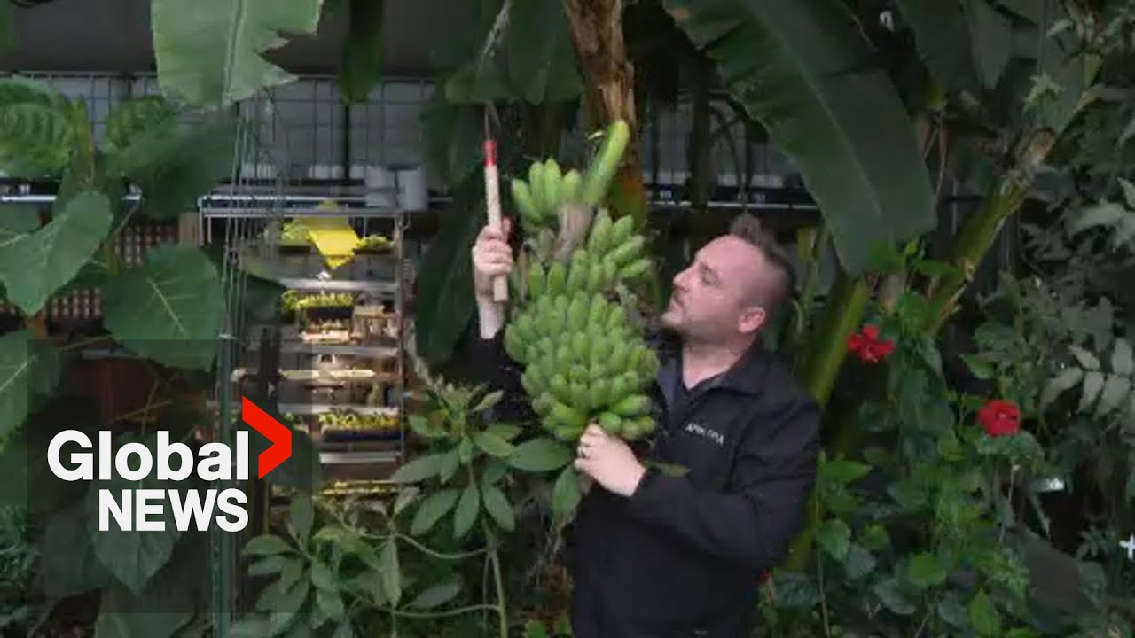 Canadian bananas? Meet the farmer growing tropical fruit in Saskatchewan