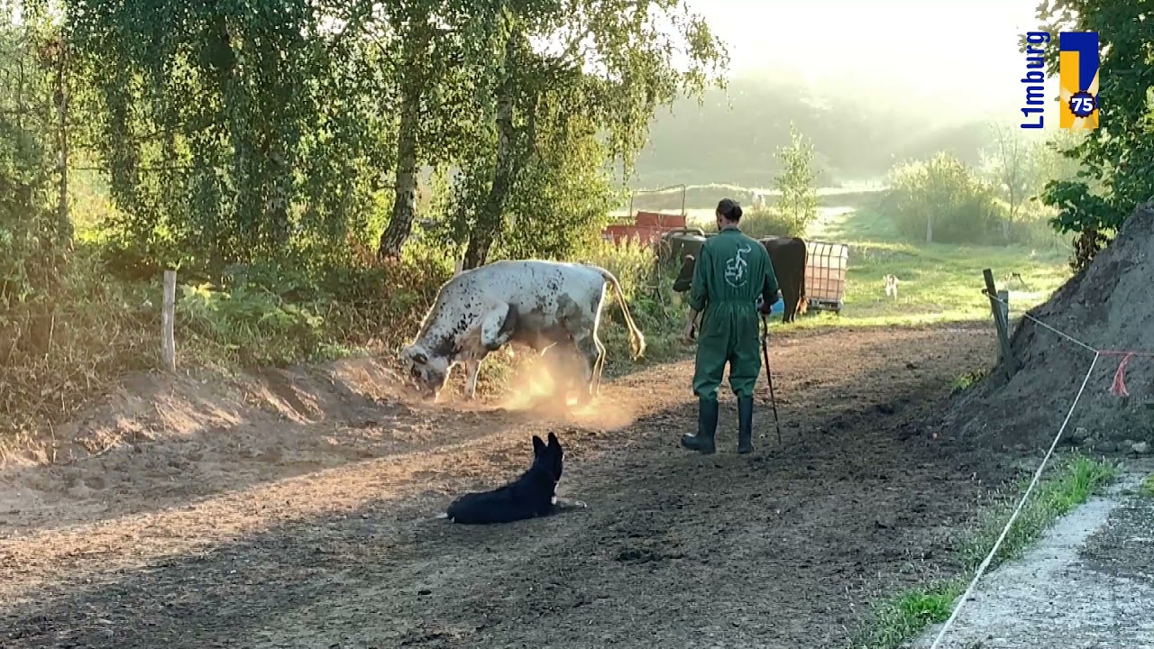 Natuur en Zo TV: de koeien en stieren van hoeve Jamboors
