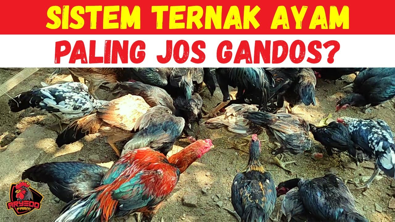 Sistem Ternak Ayam Paling Jos Gandos? Banyak yang Gagal Paham!