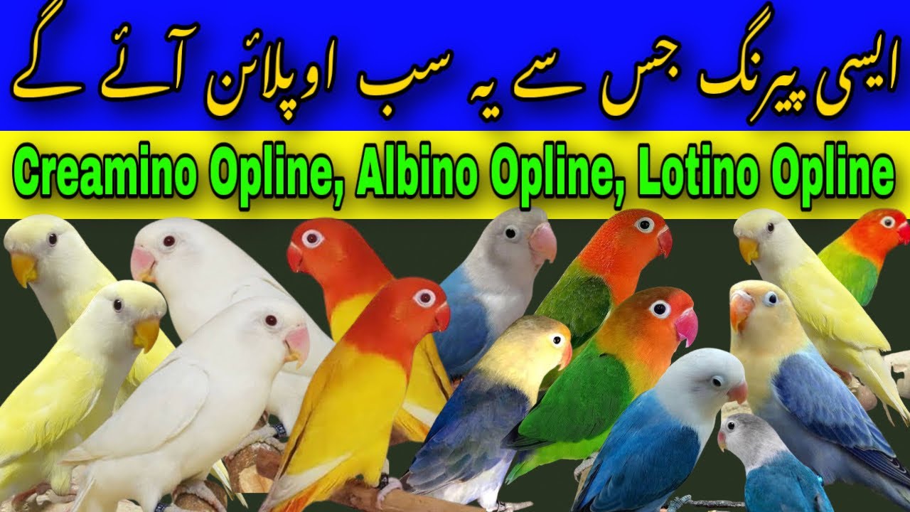 How to Produce Creamino Opline, Albino Opline, Lotino Opline | lovebird Pairing for Creamino opline