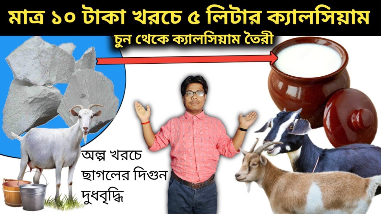 ছাগলের খামার | ব্ল্যাক বেঙ্গল ছাগল পালন | ছাগলের দুধ ওজন বৃদ্ধির উপায় | Homemade calcium for goats