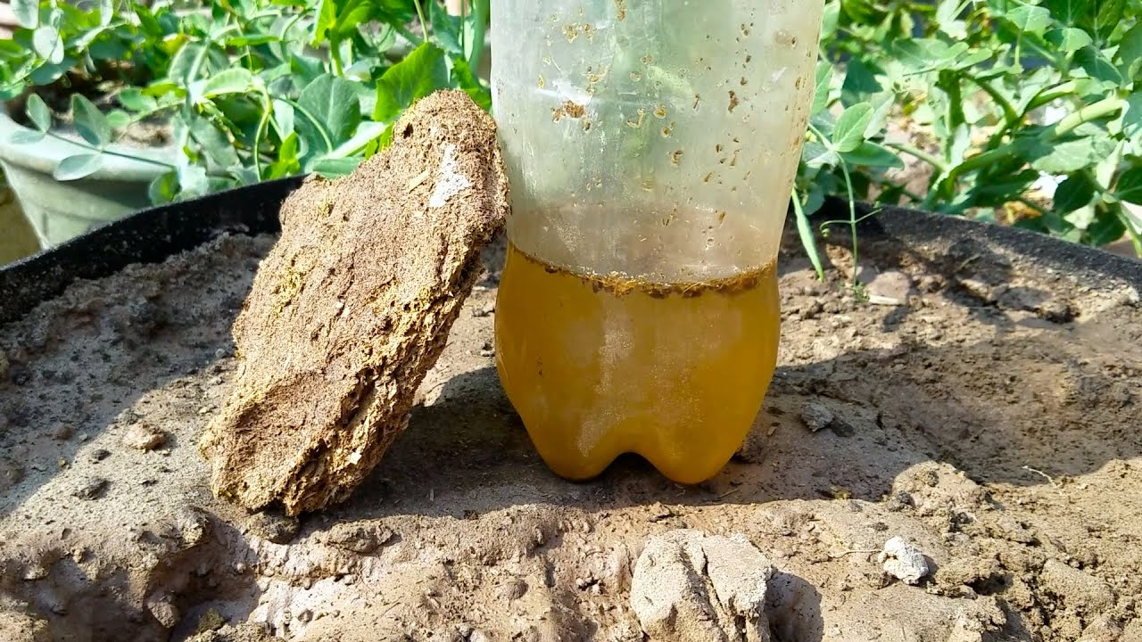 How to Use Gober Khaad and Gober Ka Pani for Our Vegetable Plants to Grow | Kitchen Gardening