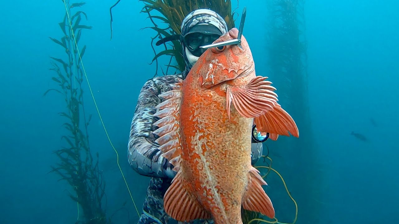 Big Sur Spearfishing - Vermilion City