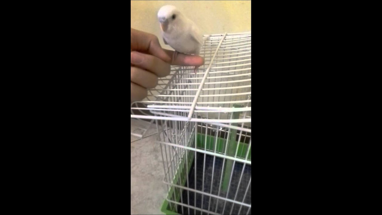 Come addestrare un cocorito