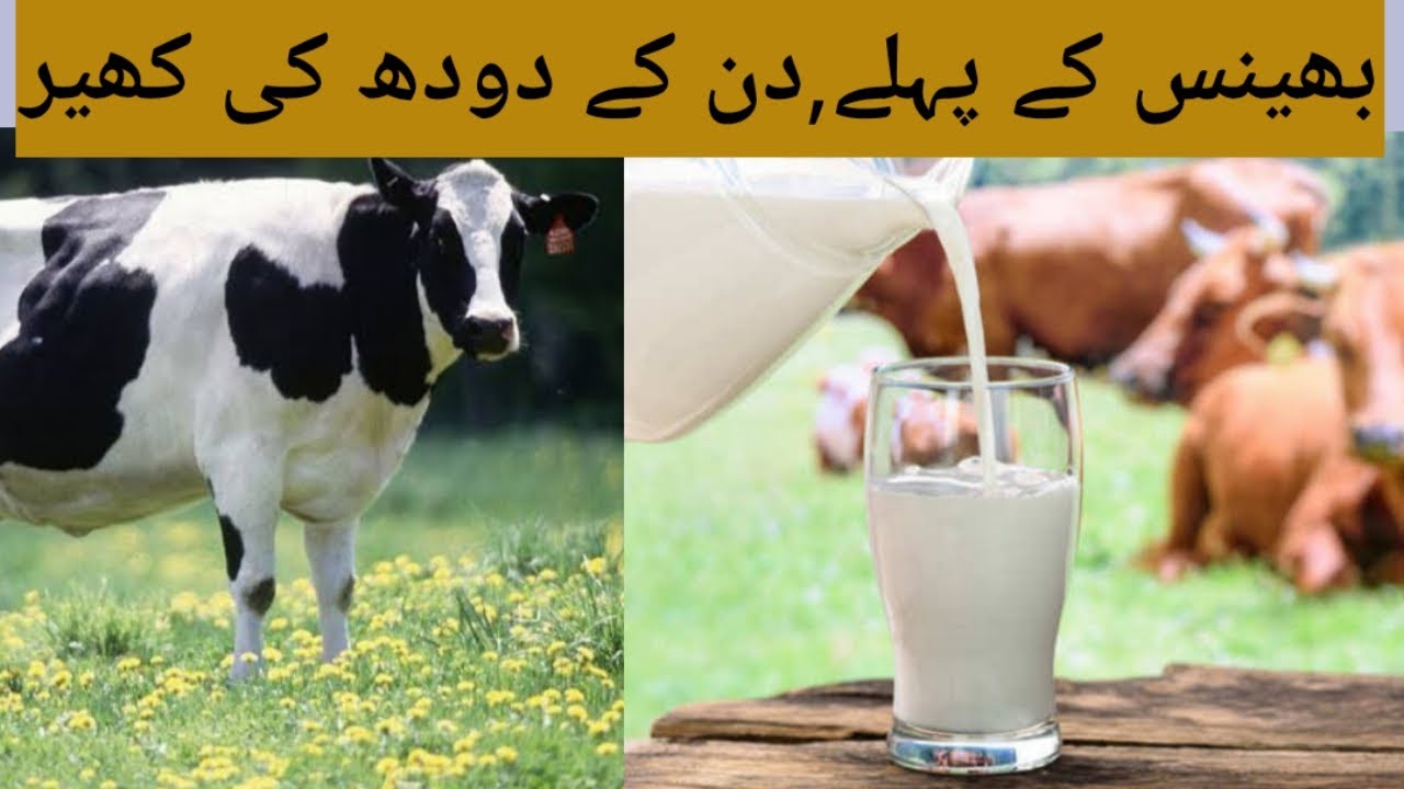 Boli recipe || Cow First Milk after birth || Healthy village food