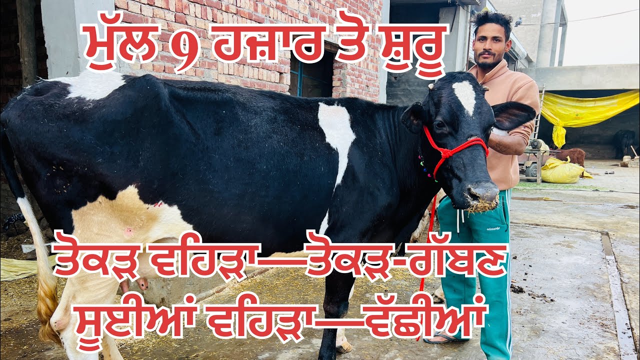 ਮੁੱਲ 9 ਹਜ਼ਾਰ ਤੋ ਸ਼ੁਰੂ 🔥 ਸਾਰੇ ਪਸ਼ੂ ਵਿਕਾਉ-All animals for sale #brardairyfarmmoga 