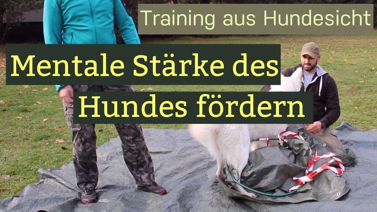Mentale Stärke des Hundes fördern -  nervenstark und  fit für den Alltag