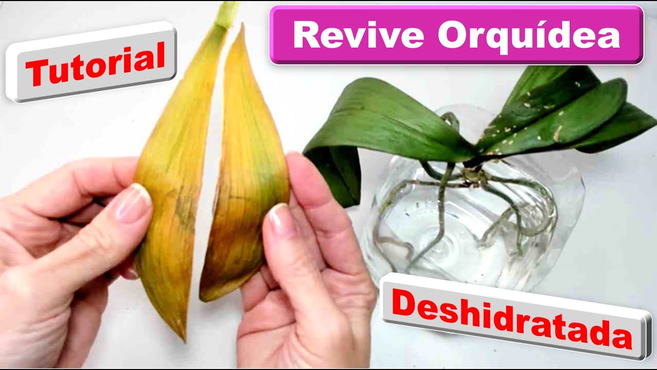 Prueba esto para que tu orquidea con hojas deshidratadas se recupere mas rapido #370