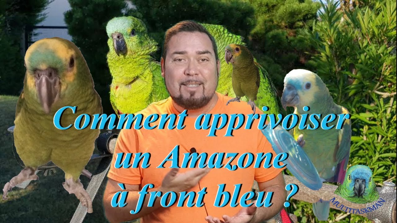 Comment apprivoiser un Amazone à front bleu