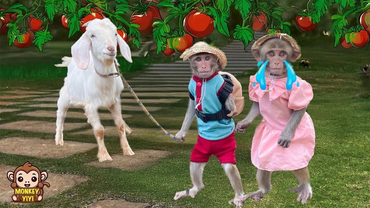 YiYi and YinYin takes goats to coffee farm to give special gift but