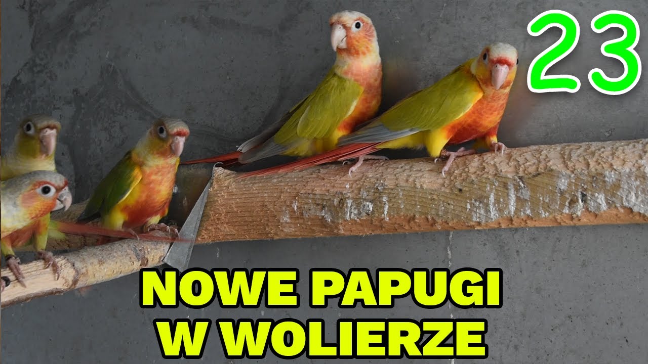 PRZENIOSŁEM PAPUGI DO WOLIERY | PIĘKNE RUDOSTERKI SUNCHEEK😍