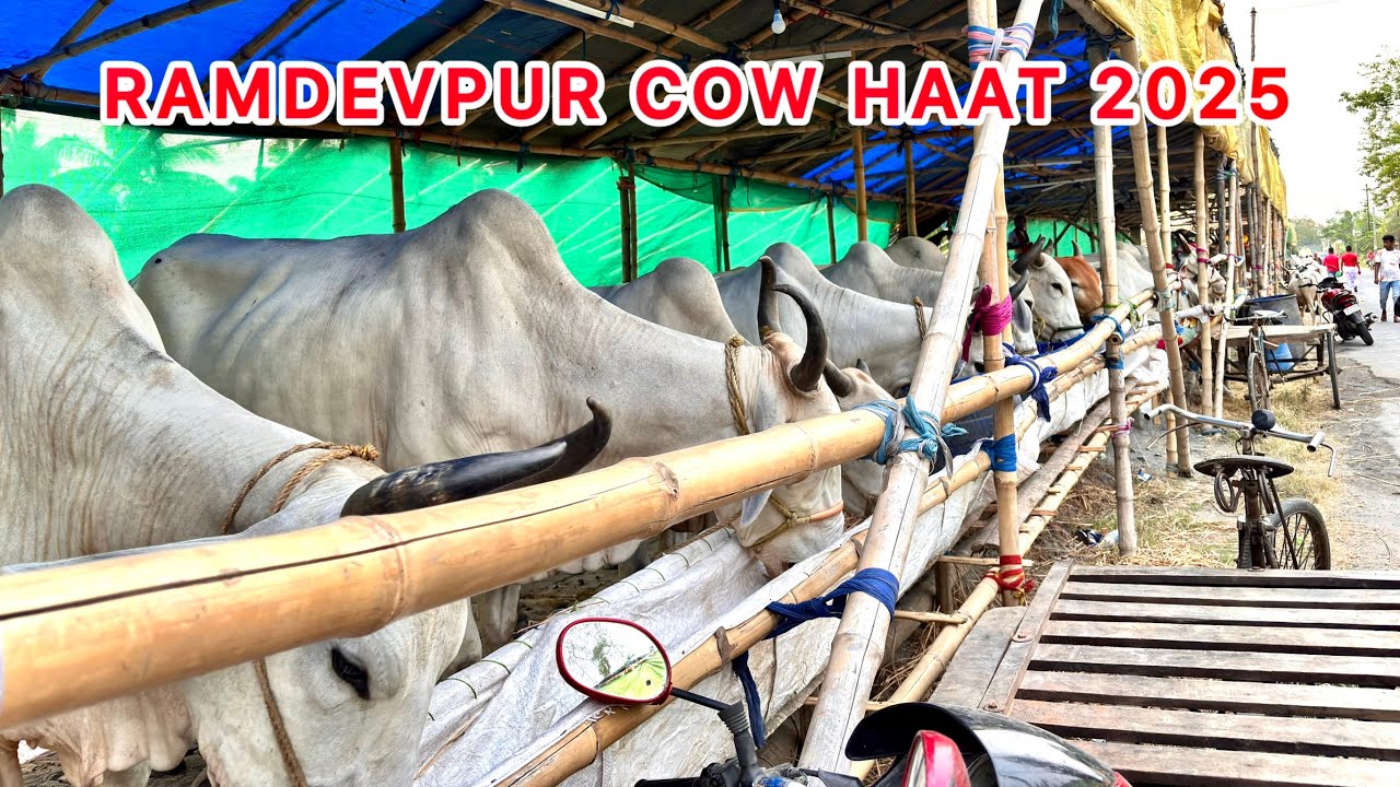 RAMDEVPUR HAAT 2025 WITH PRICE || KOLKATA COW 2025🔥