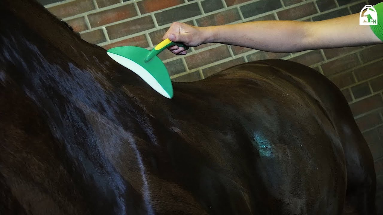 Rebeccas Tipps für Reiteinsteiger: Pferde nach dem Reiten versorgen