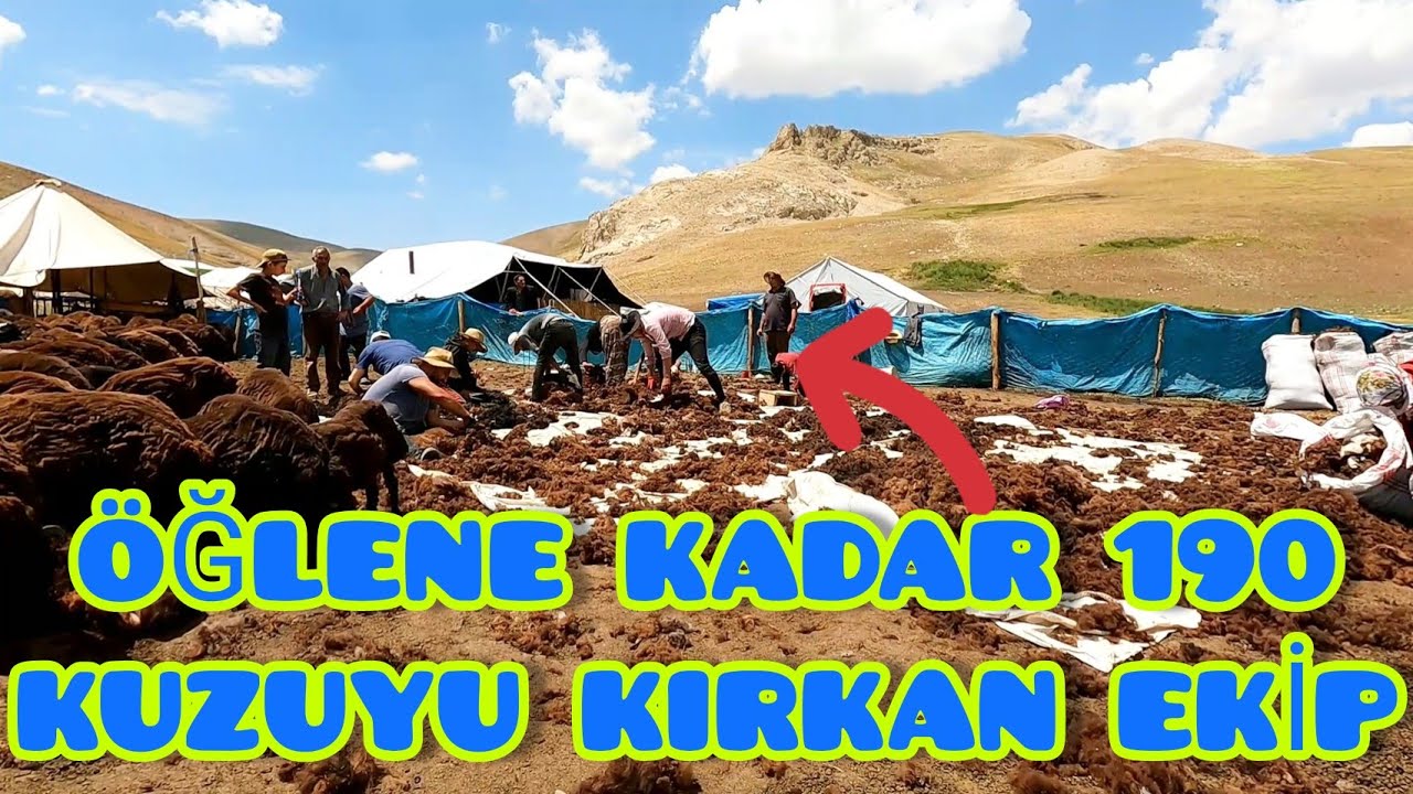 KURT'UN YEDİĞİ KOYUNUN SAHİBİNE HABER VERDİM--KUZU KIRKMA EKİBİ BAYA HIZLI (34)