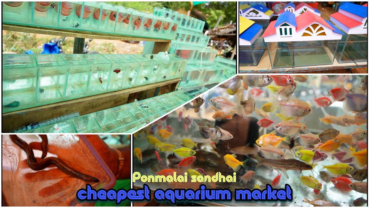 2nd largest aquarium market in Tamilnadu | ponmalai sandhai | trichy