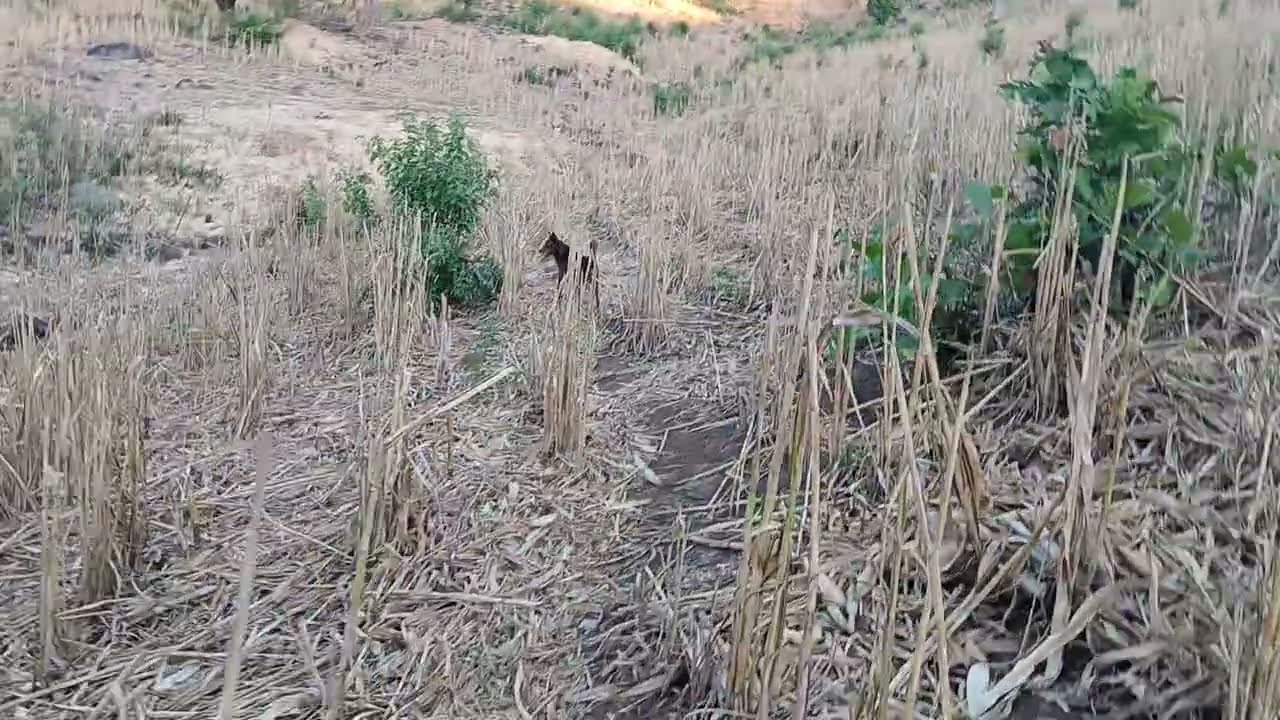 Un dia jalabdo maderra a casita con mamá🪓🌳