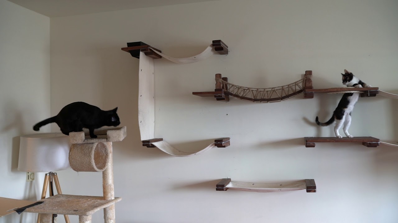 Two Blind Cats Playing on Wall Furniture