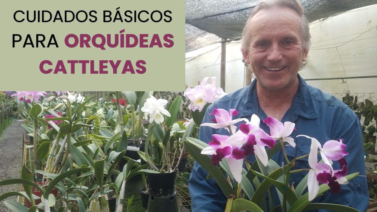 Cuidados básicos para orquídeas Cattleya