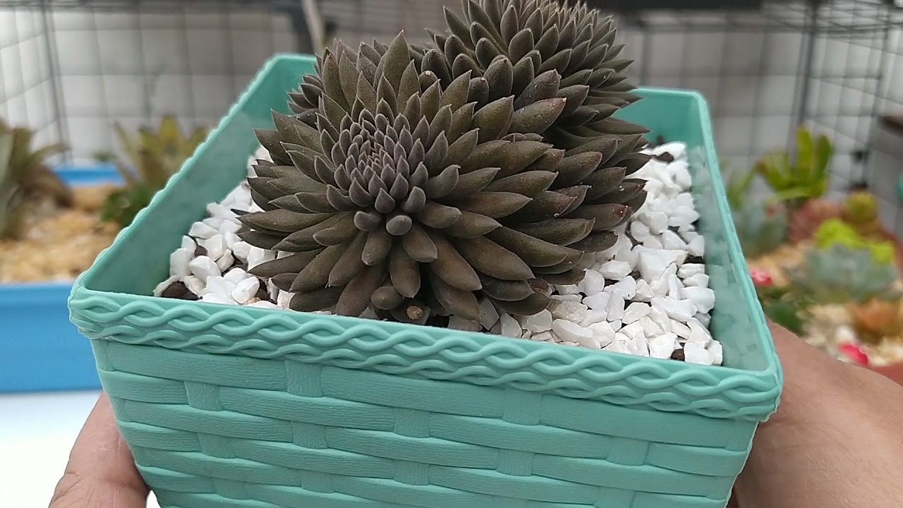 Suculenta Sinocrassula Ynnanensis:/(Jade Chinês), Dicas de Cultivo e Replante...