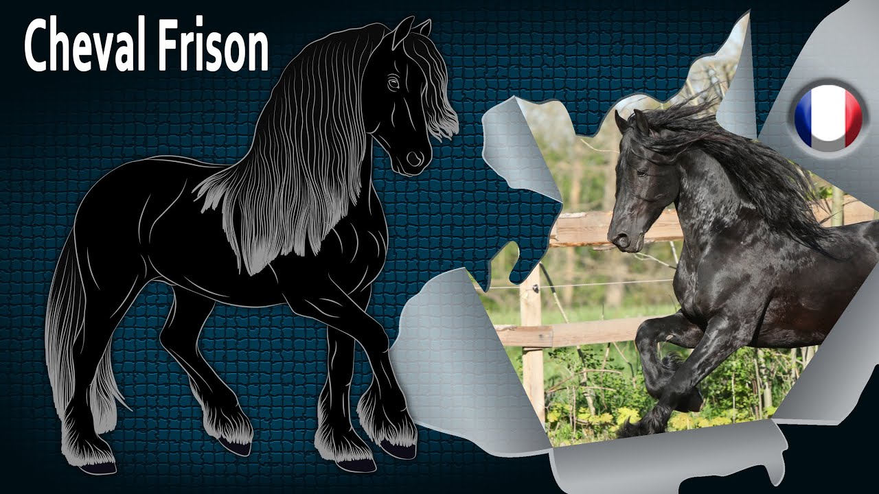 Cheval Frison, des chevaux qui sont au patrimoine culturel des Pays Bas, Races de chevaux