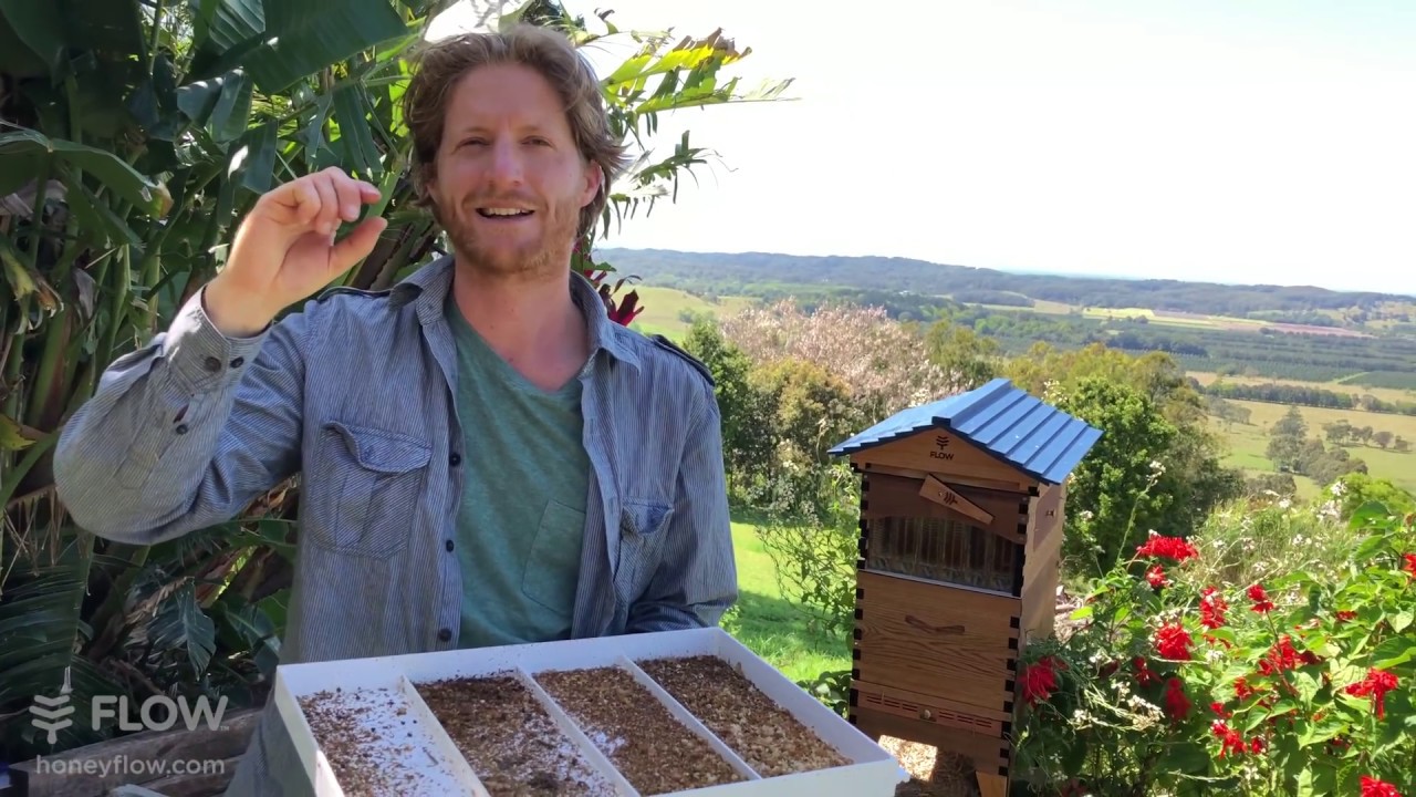 Flow Hive 2 Small Hive Beetle SHB management [LIVE]