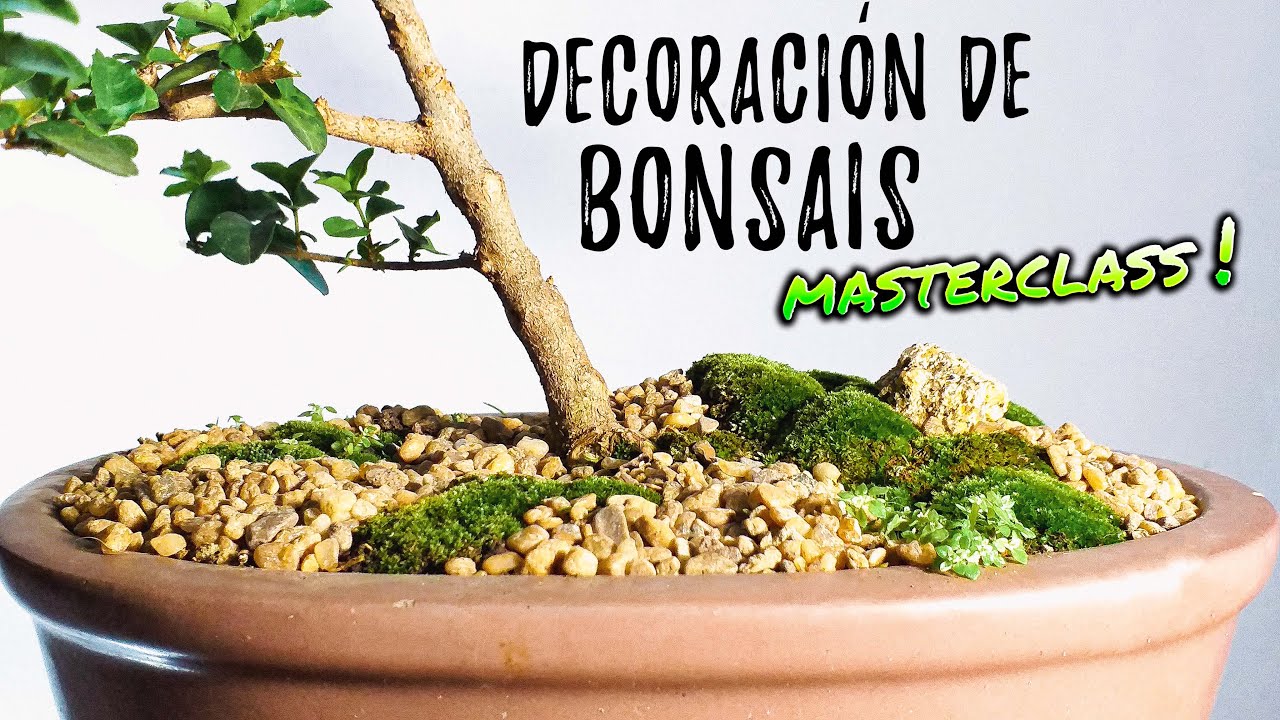 🌟 Haz tus BONSAIS MÁS BONITOS | Musgo para bonsai 👉🏻 EXPLICACIÓN CORRECTA ✅