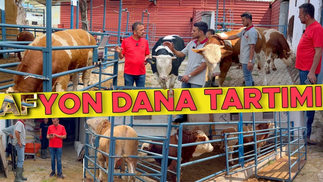 AFYON DANA TARTIMI